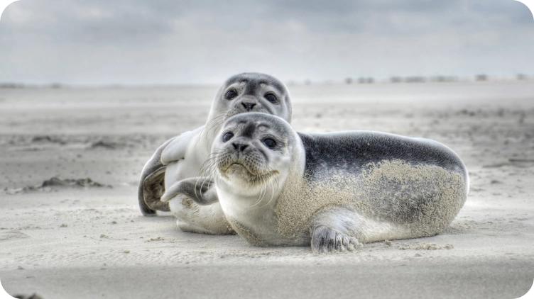 Für unsere Mitarbeiter machen wir eine Weltnaturerbefahrt zu den Seehunden.